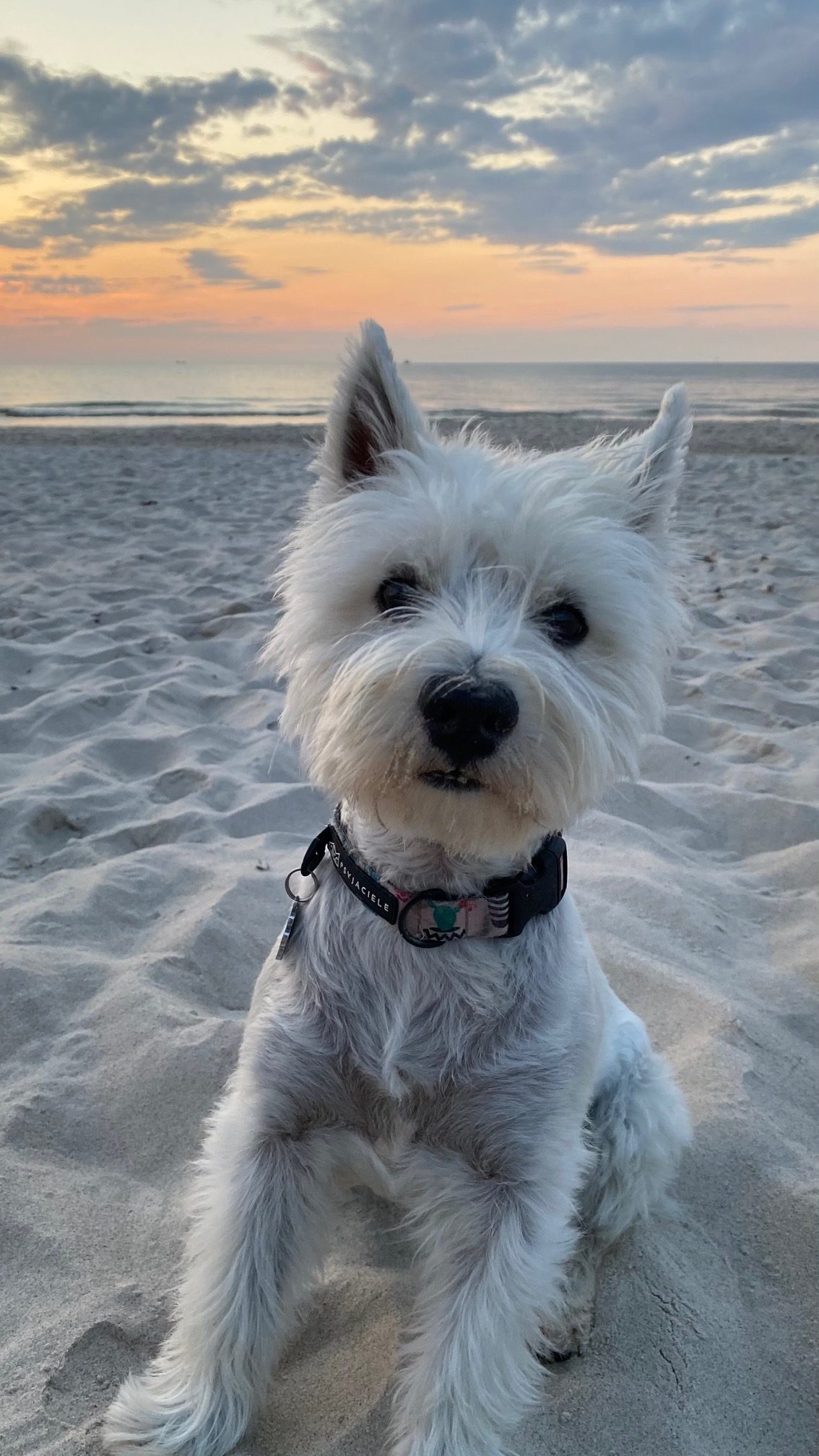 Biały pies rasy westie na piaszczystej plaży o zachodzie słońca